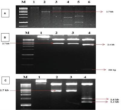 Unveiling mungbean yellow mosaic virus: molecular insights and infectivity validation in mung bean (Vigna radiata) via infectious clones